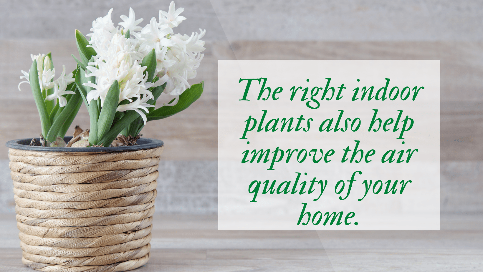 Benefits of indoor plants in an Indian dream home! 1 The right indoor plants min