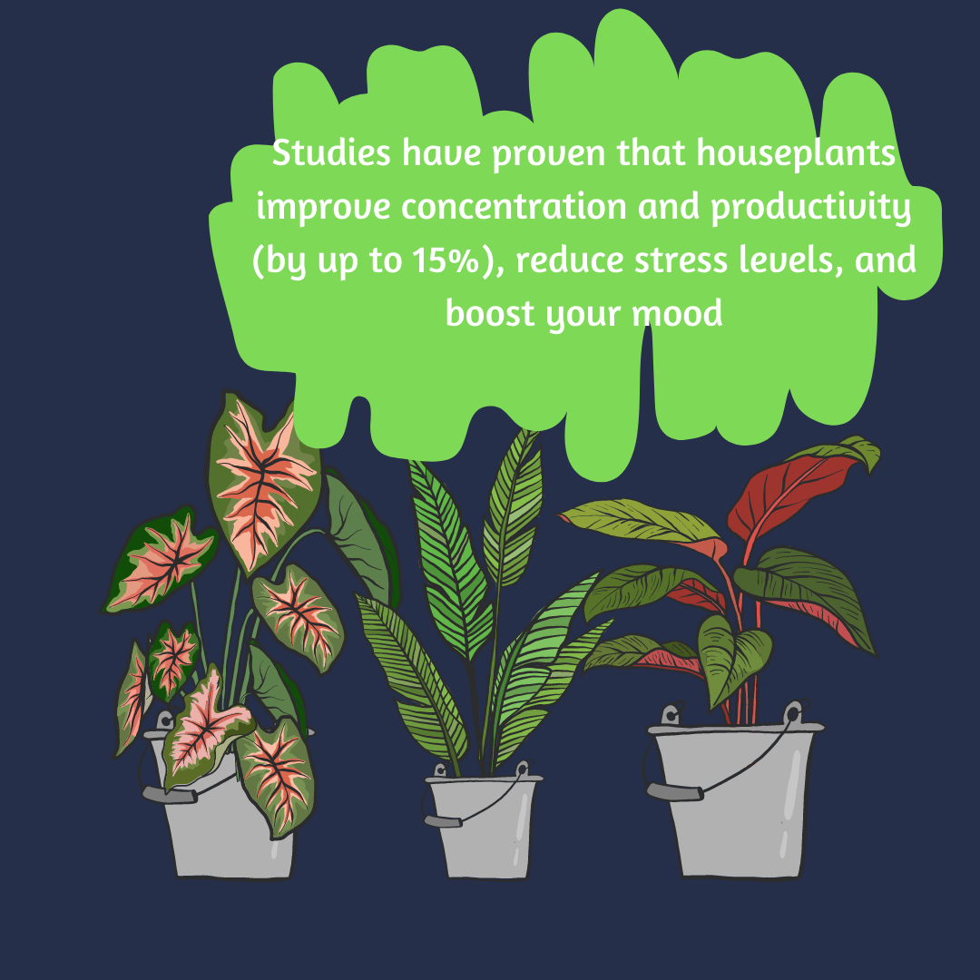 Benefits of indoor plants in an Indian dream home! 3 plants 5 min