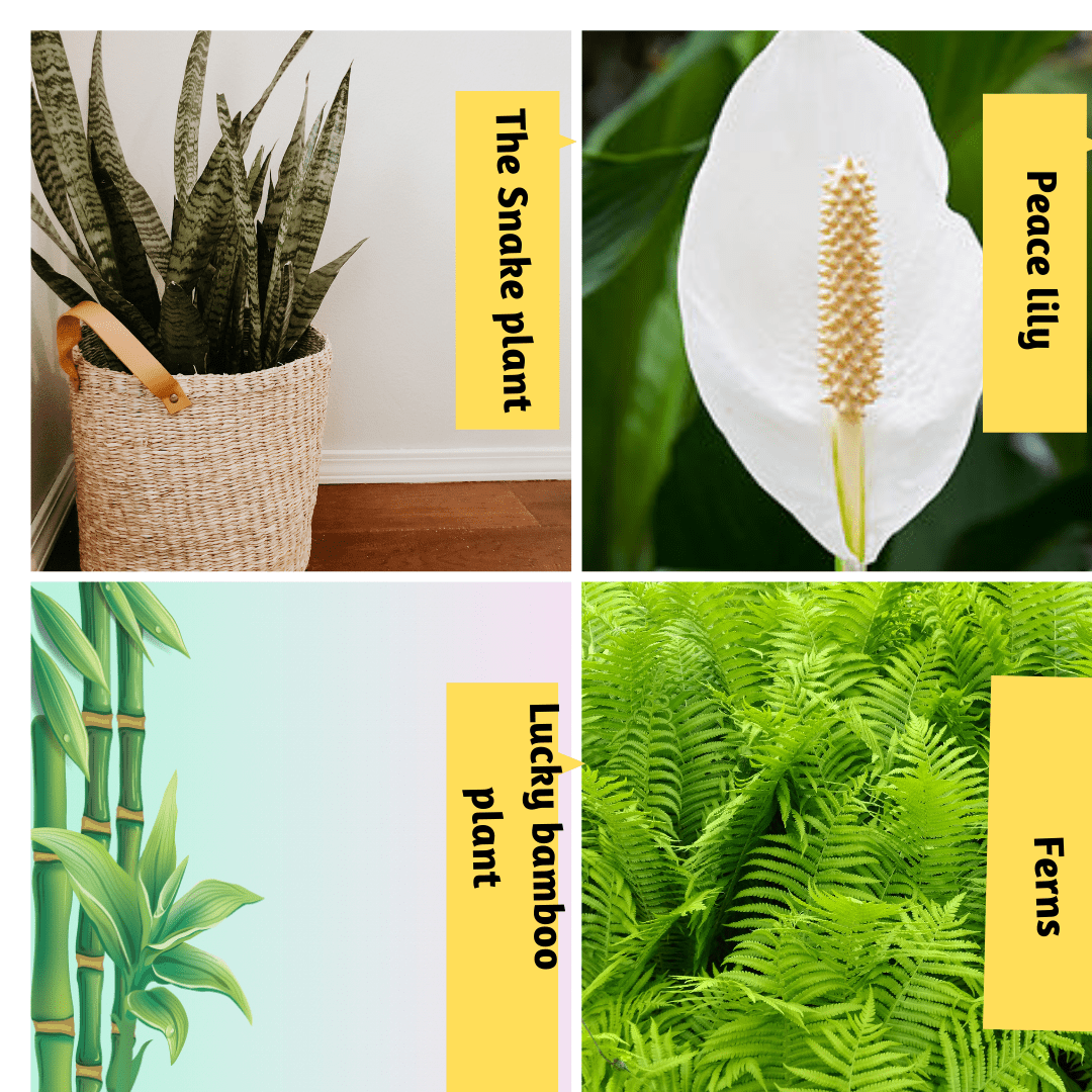 Benefits of indoor plants in an Indian dream home! 5 plants1 min
