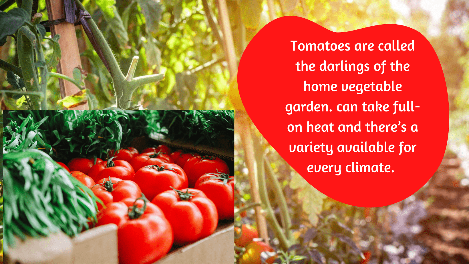 The Joy of Vegetable Gardening in an Apartment or Independent Indian home! 5 Home vegetable gardening(tomatoes)