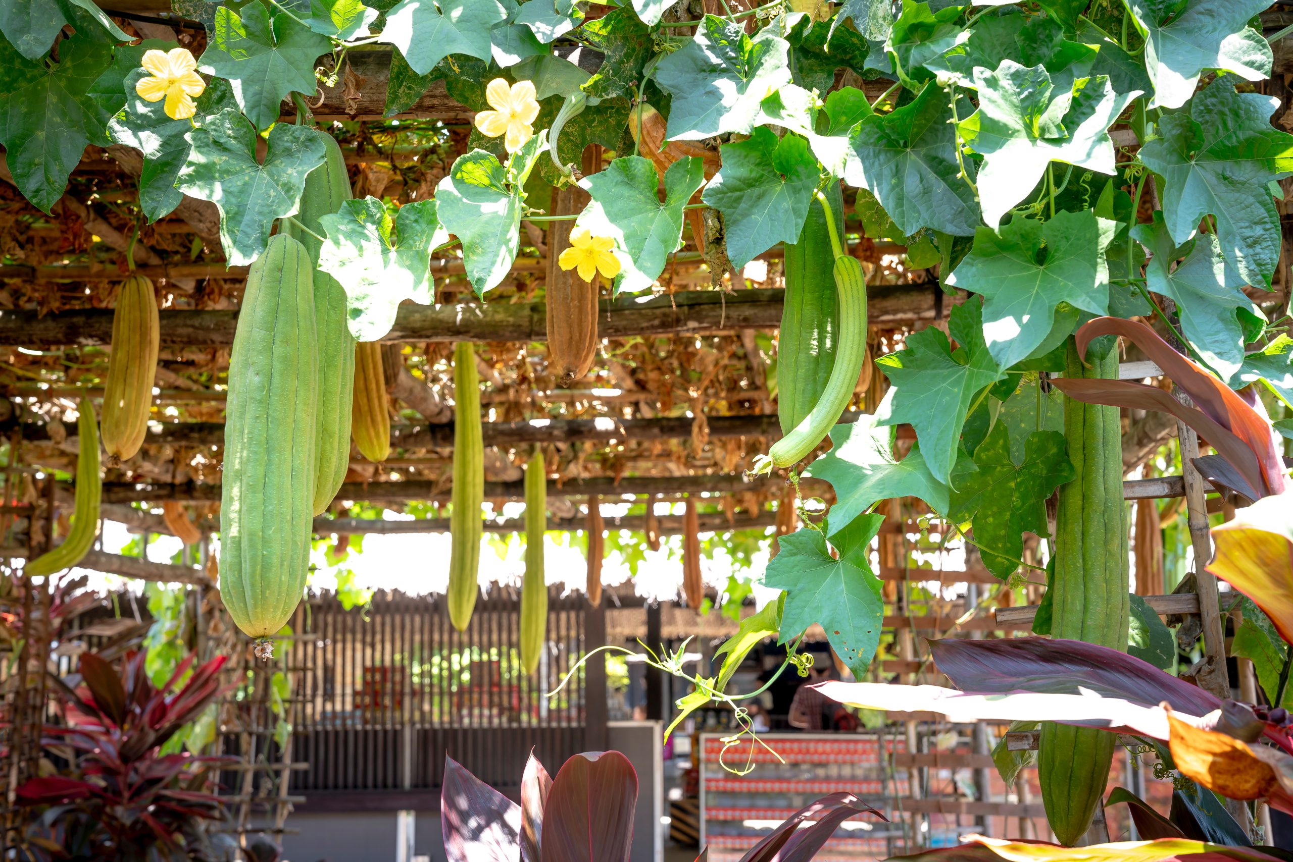 The Joy of Vegetable Gardening in an Apartment or Independent Indian home! 1 vegetable gardening