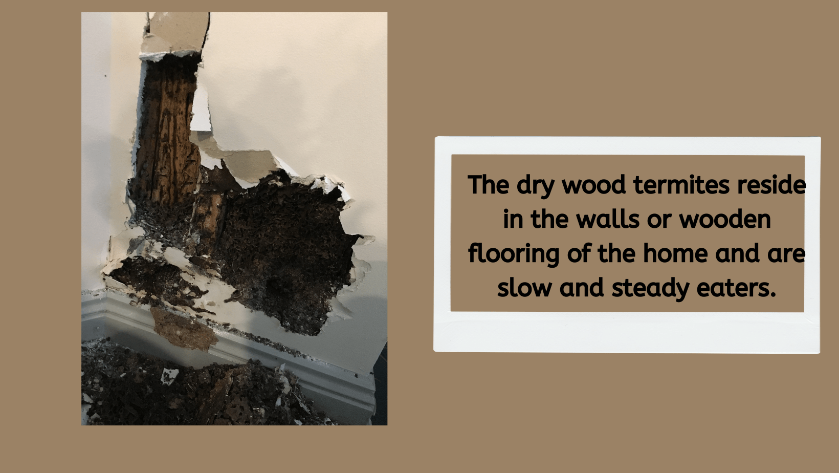 Termites –The Stuff of Every Homeowner’s Nightmare! 3 Drywood termites are hazardous for the building as well as human health.