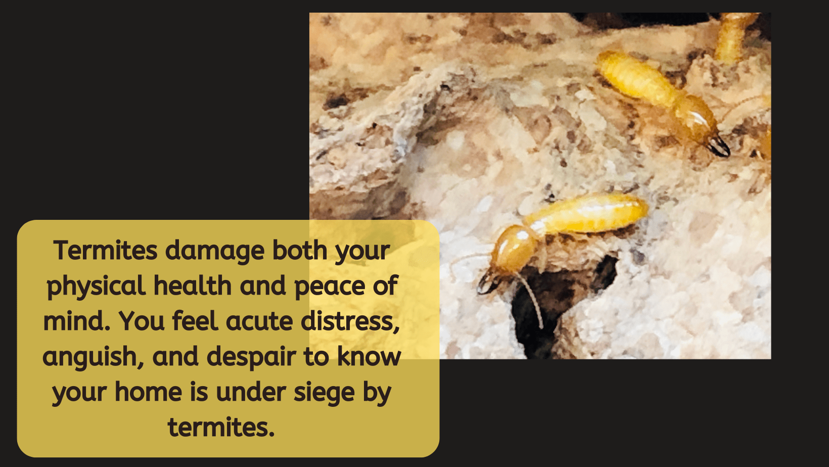 Termites –The Stuff of Every Homeowner’s Nightmare! 1 Termites –The Stuff of Every Homeowner’s Nightmare