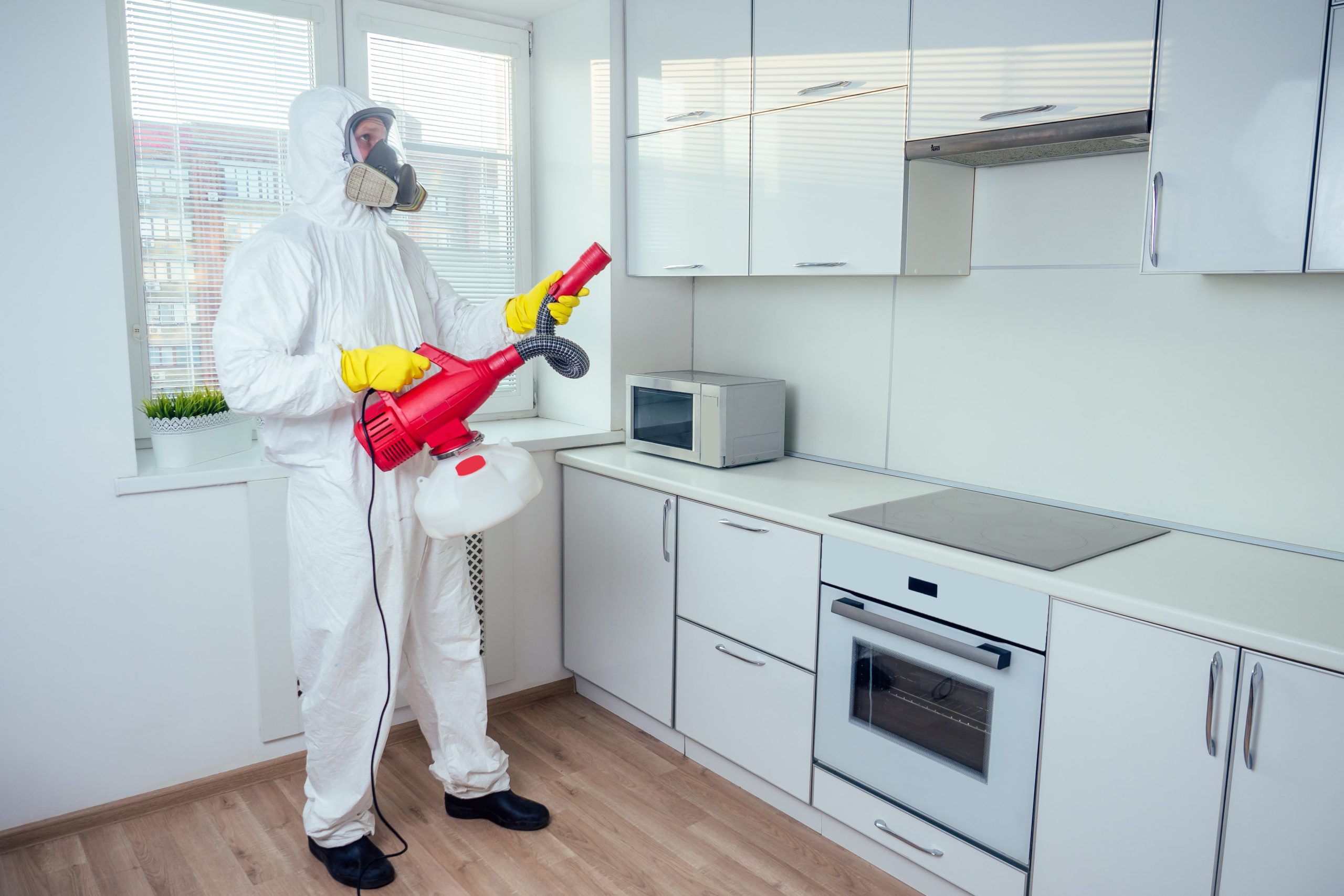 Termites –The Stuff of Every Homeowner’s Nightmare! 5 Anti-termite treatment | Termites